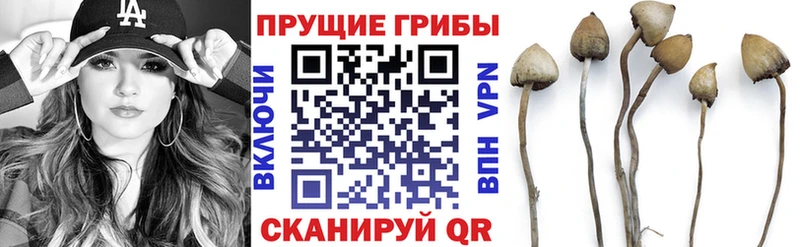 Купить  Щучье  Галлюциногенные грибы Psilocybe 